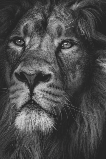 Animais