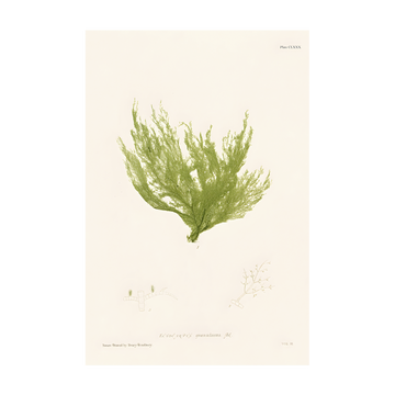 1026 - Quadro Henry Bradburry Seaweed 8