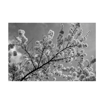 0829 - Quadro Cerejeiras ao Entardecer