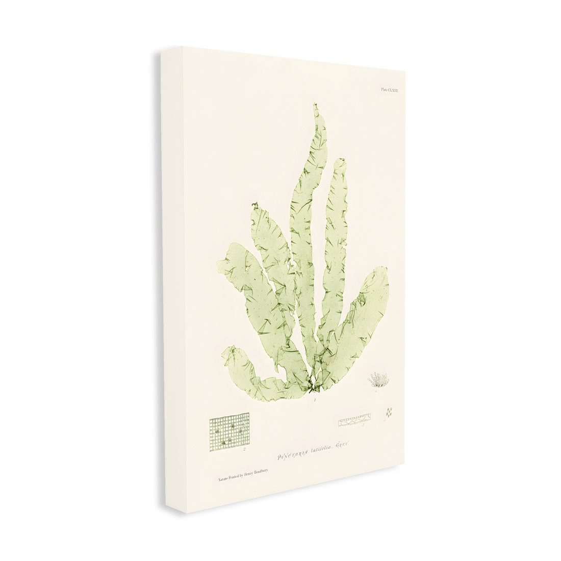 1024 - Quadro Henry Bradburry Seaweed 6