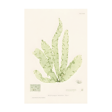 1024 - Quadro Henry Bradburry Seaweed 6