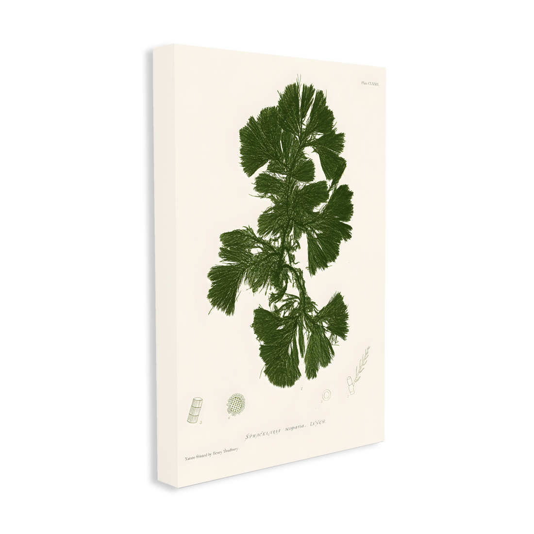 1025 - Quadro Henry Bradburry Seaweed 7