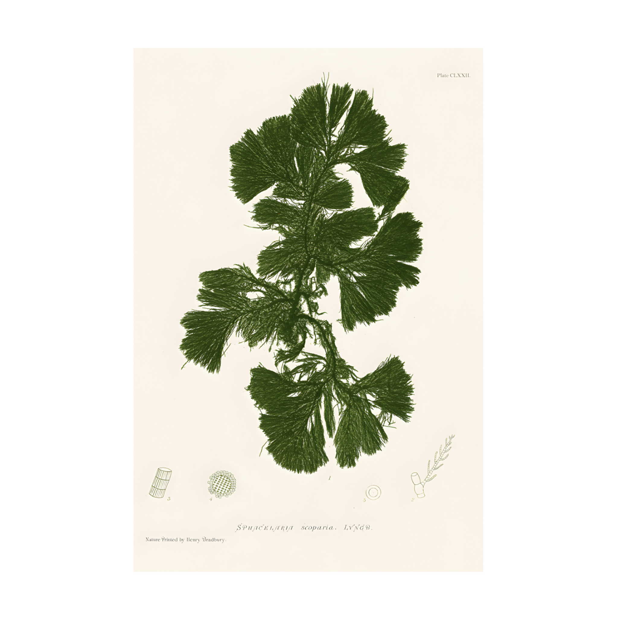 1025 - Quadro Henry Bradburry Seaweed 7