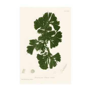 1025 - Quadro Henry Bradburry Seaweed 7