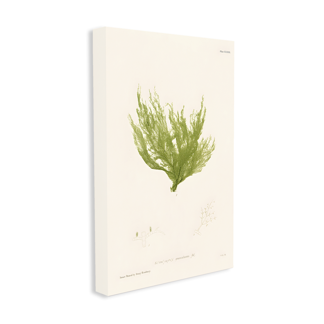 1026 - Quadro Henry Bradburry Seaweed 8
