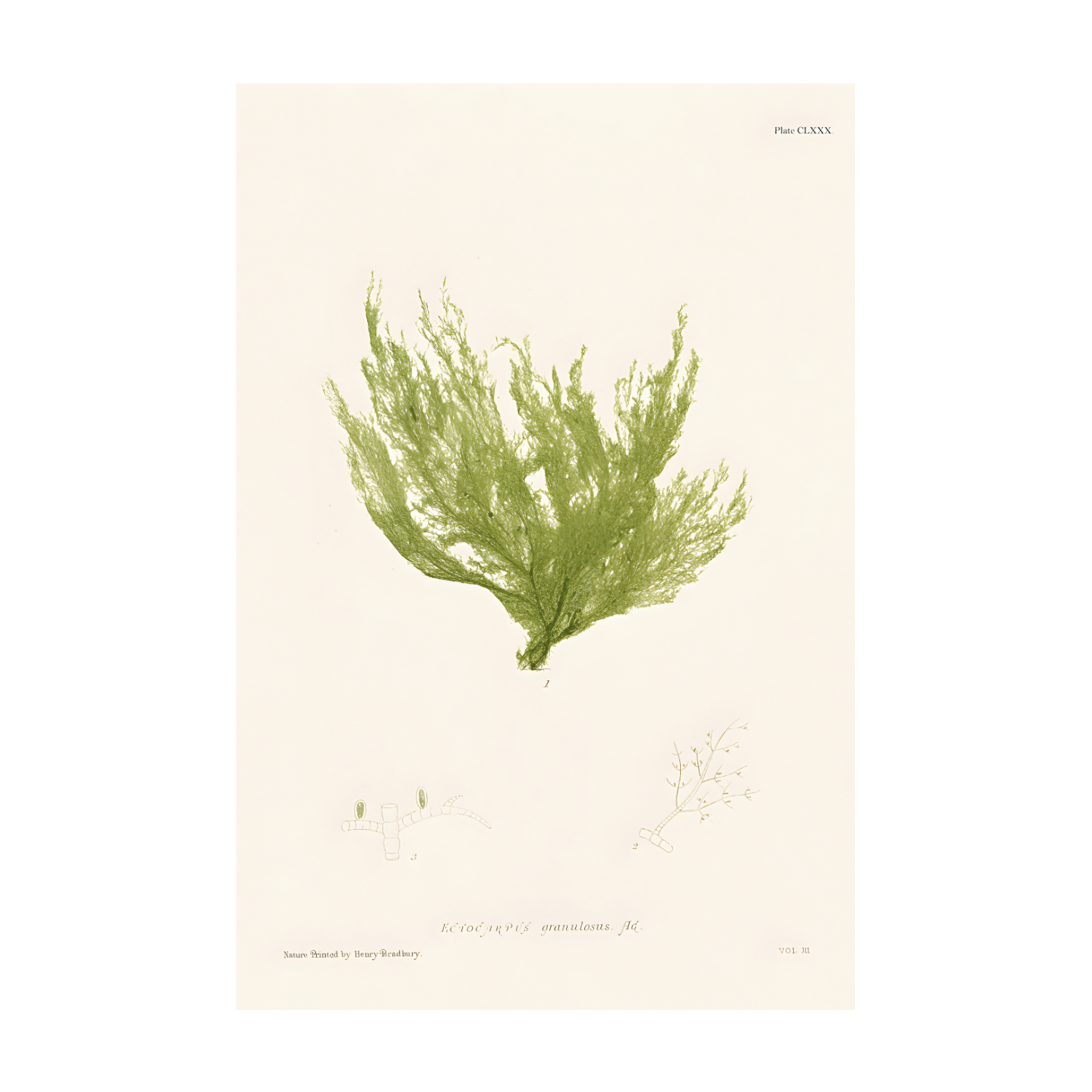 1026 - Quadro Henry Bradburry Seaweed 8