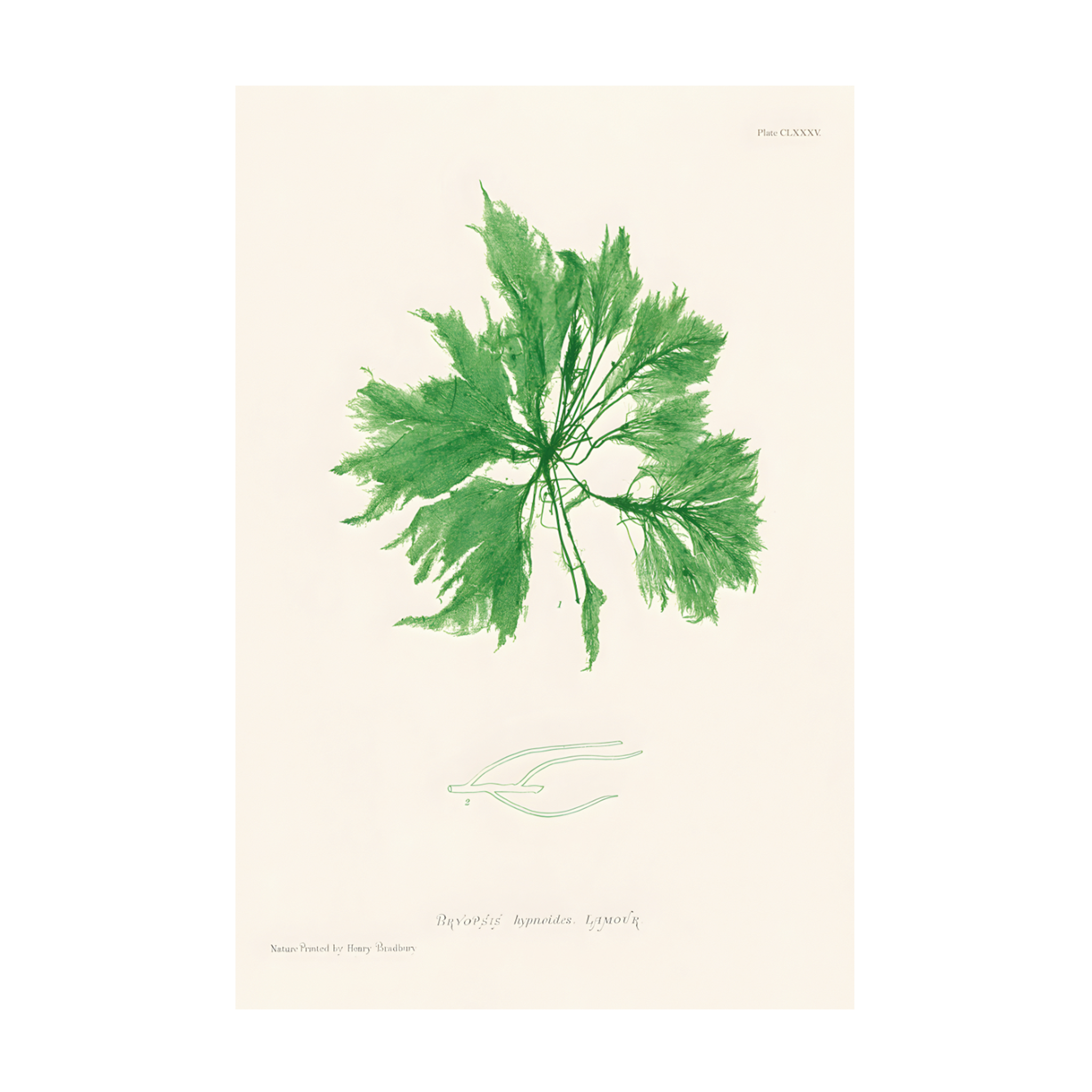 1027 - Quadro Henry Bradburry Seaweed 9