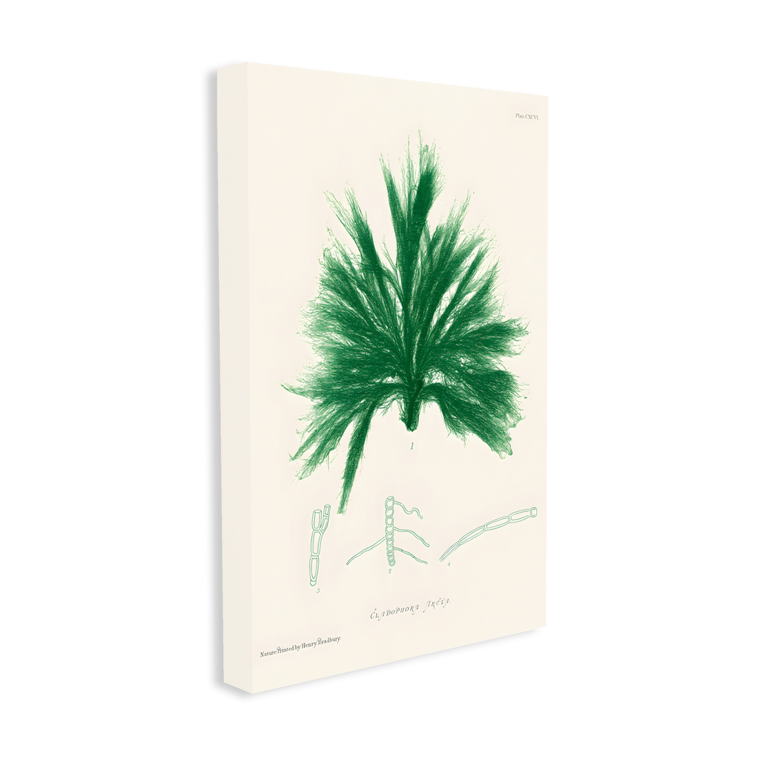 1028 - Quadro Henry Bradburry Seaweed 10