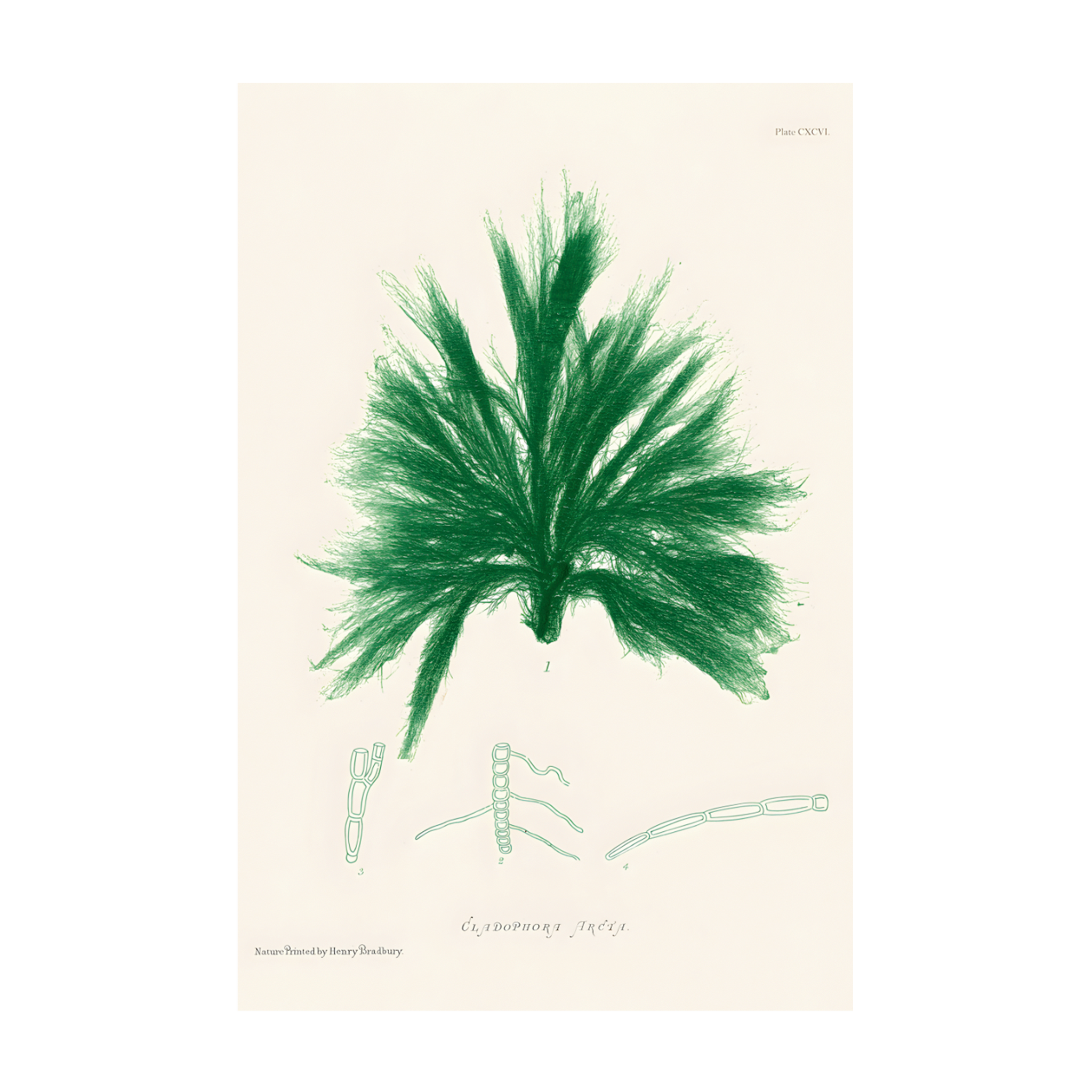 1028 - Quadro Henry Bradburry Seaweed 10