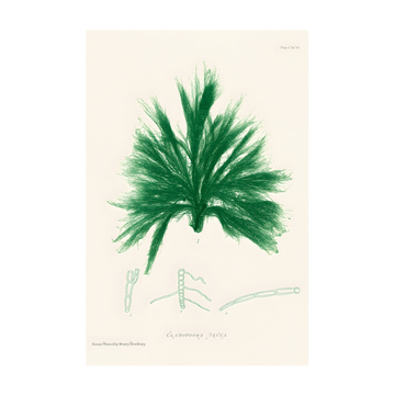 1028 - Quadro Henry Bradburry Seaweed 10