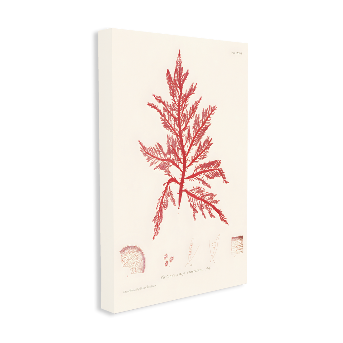 0408 - Quadro Henry Bradbury Seaweed 1