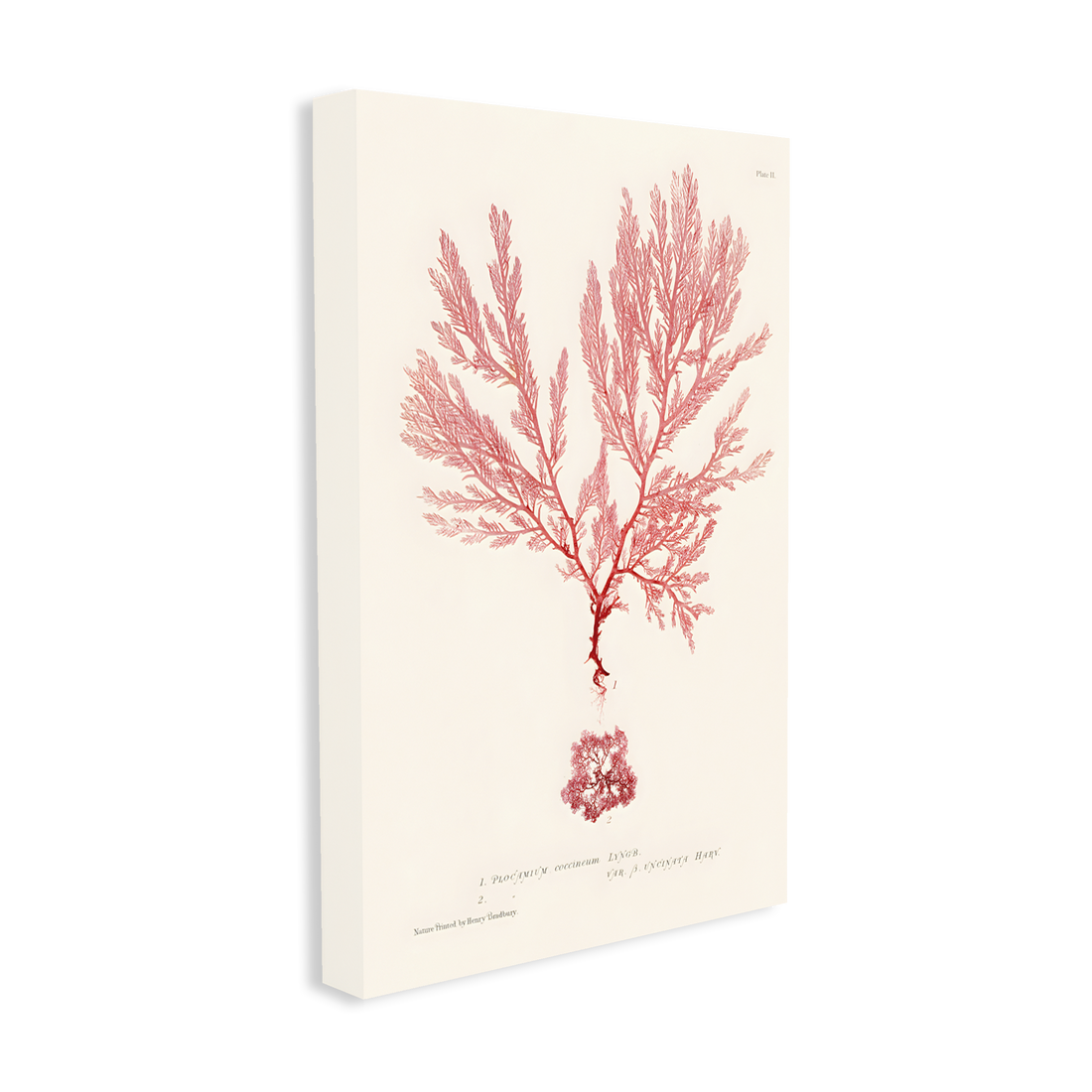 0409 - Quadro Henry Bradbury Seaweed 2