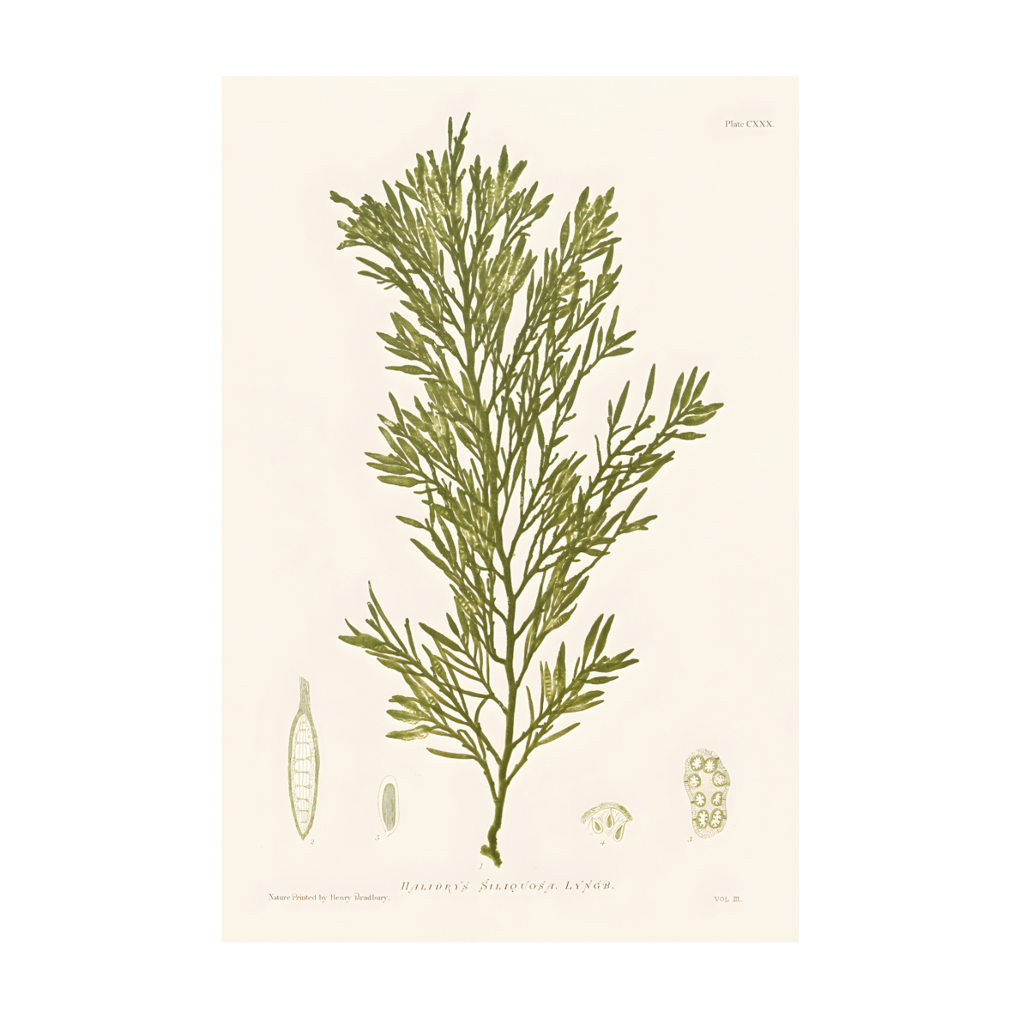 0410 - Quadro Henry Bradbury Seaweed 3