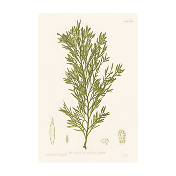 0410 - Quadro Henry Bradbury Seaweed 3