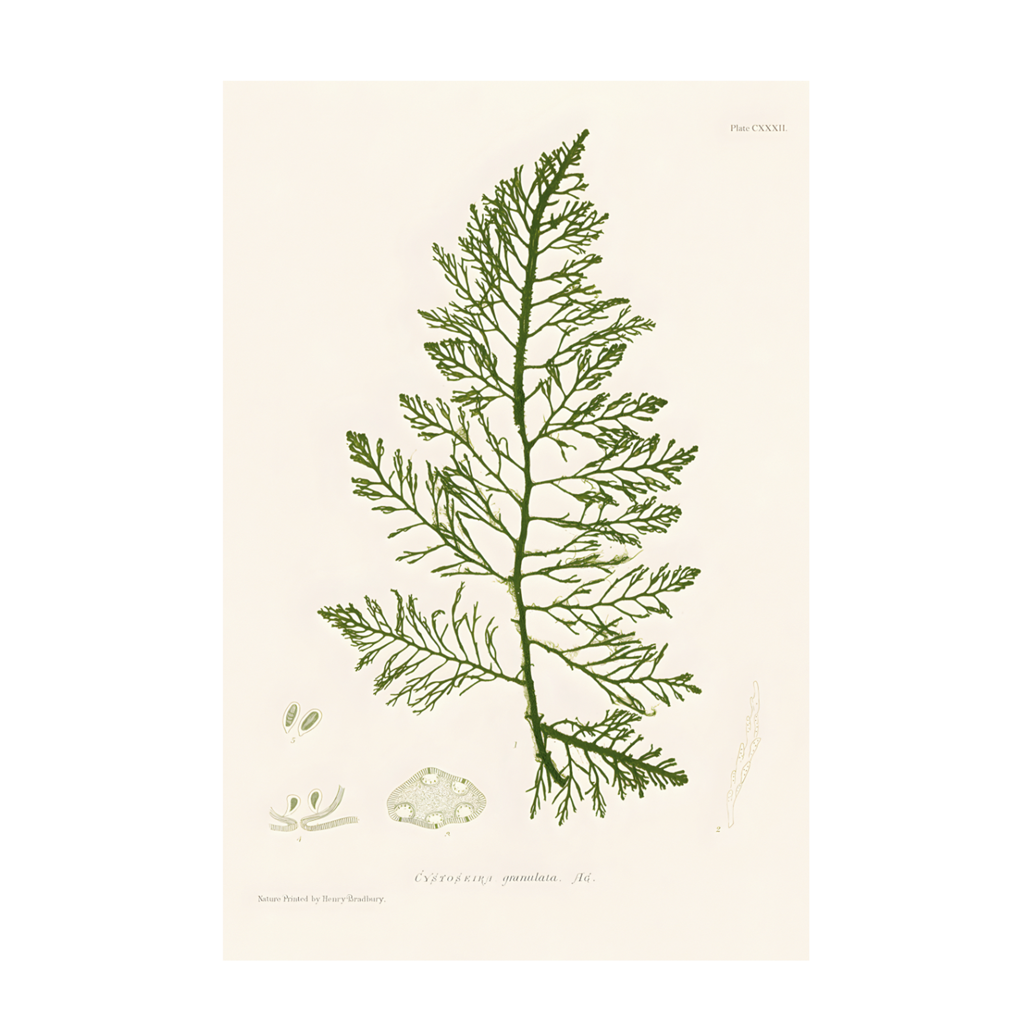 0411 - Quadro Henry Bradbury Seaweed 4