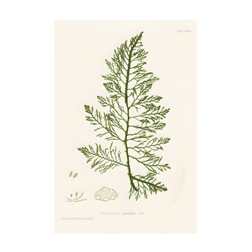 0411 - Quadro Henry Bradbury Seaweed 4