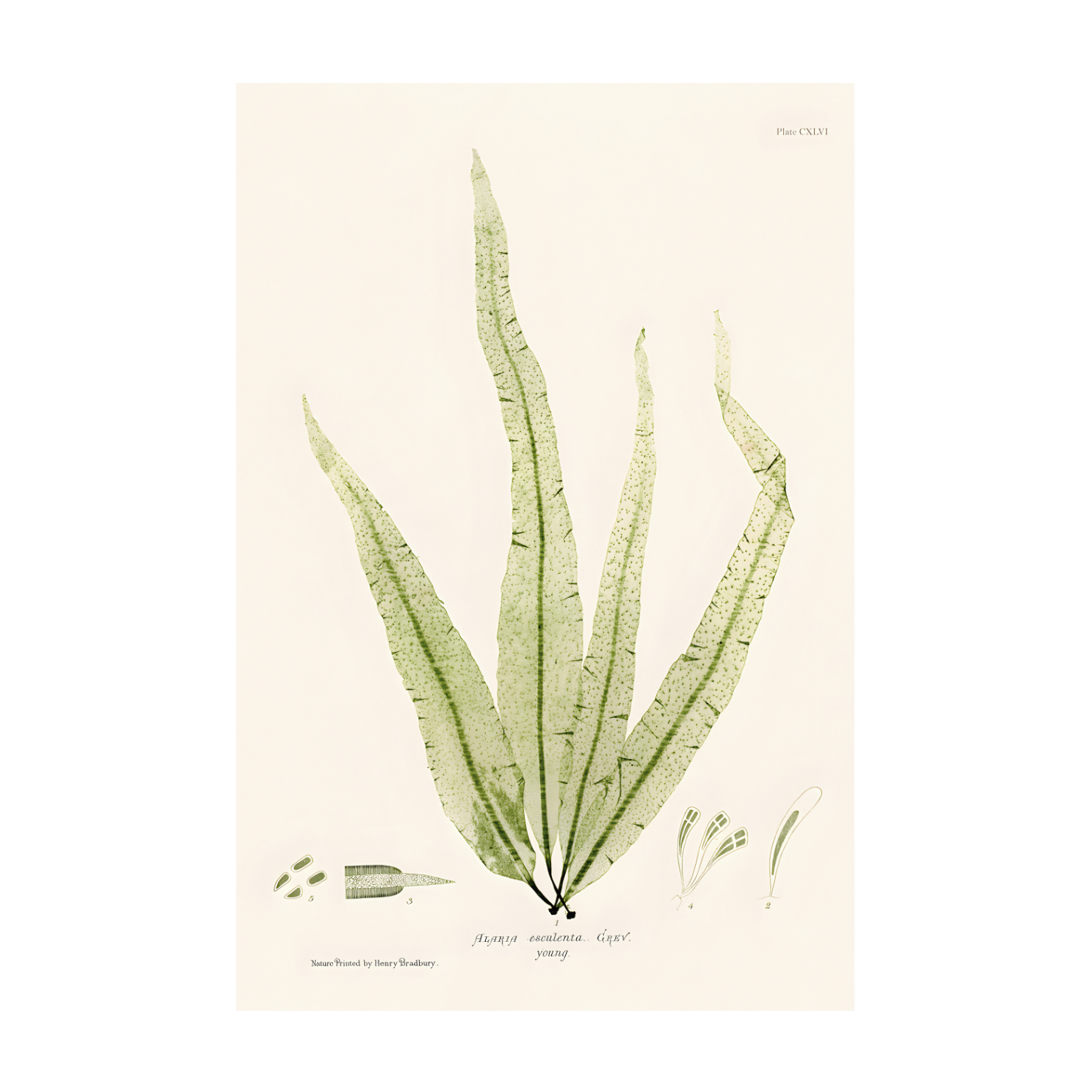 0412 - Quadro Henry Bradbury Seaweed 5