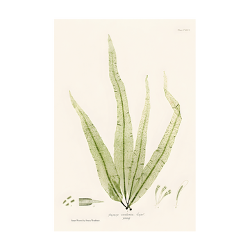 0412 - Quadro Henry Bradbury Seaweed 5