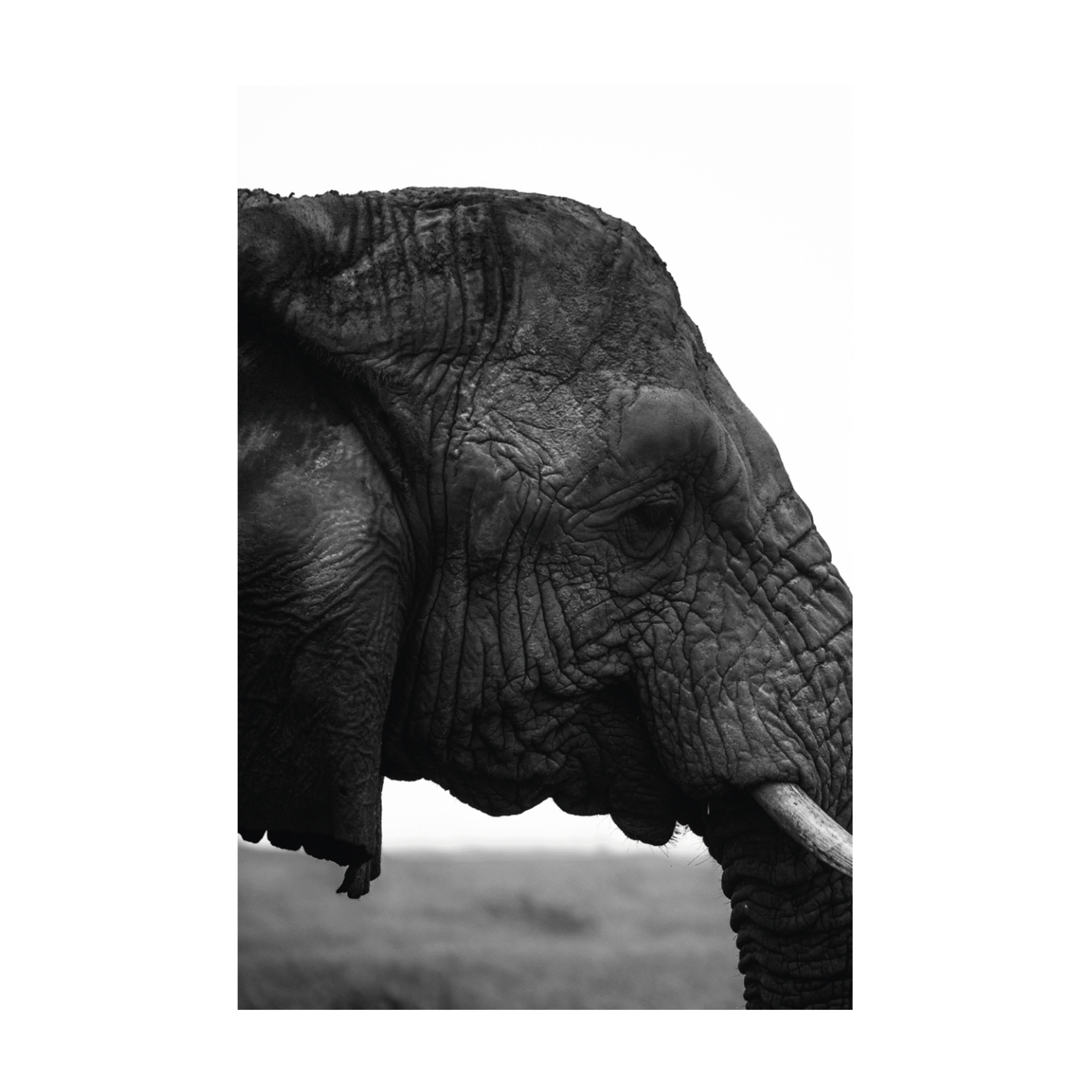 0813 - Quadro O Elefante