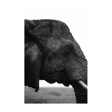 0813 - Quadro O Elefante