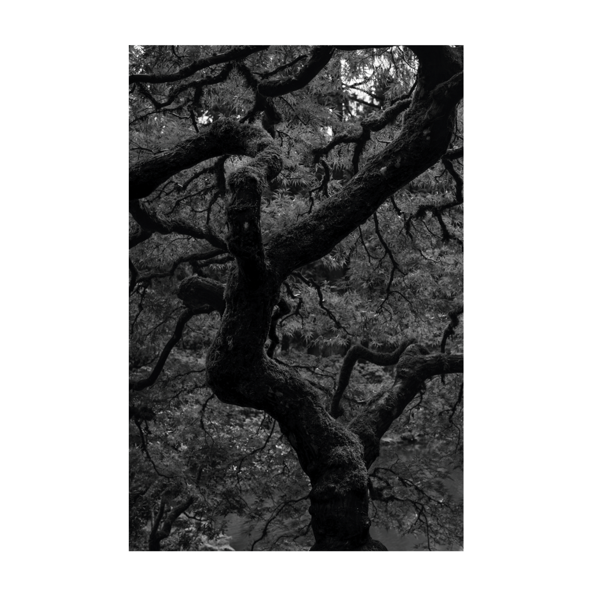 0815 - Quadro A Dança dos Galhos