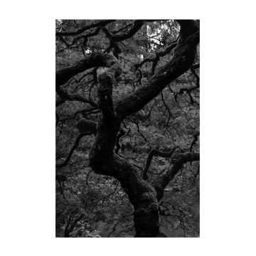 0815 - Quadro A Dança dos Galhos
