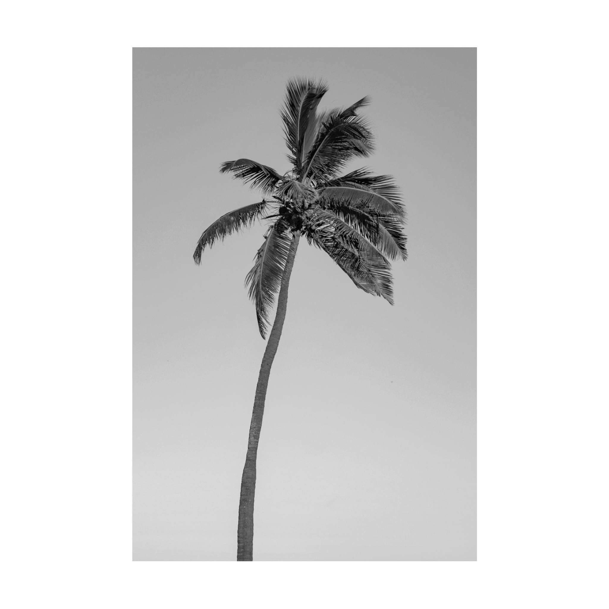 0817 - Quadro Tropical