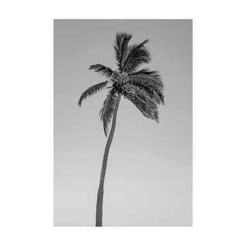0817 - Quadro Tropical